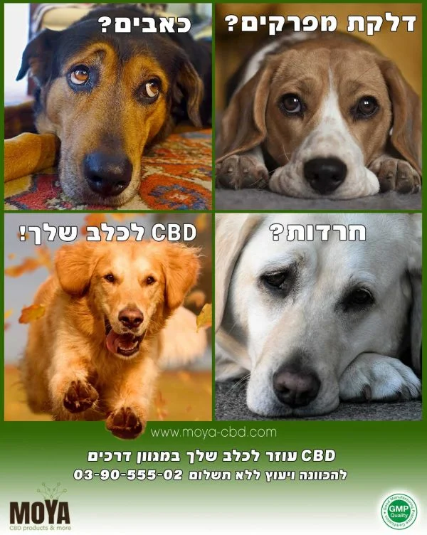 CBD עוזר לכלב שלך