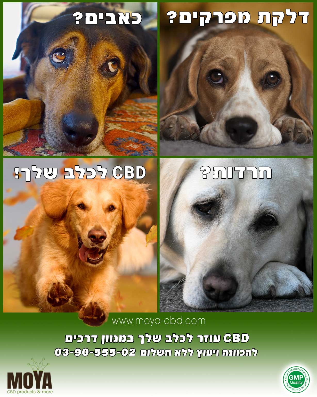CBD עוזר לכלב שלך במגוון דרכים