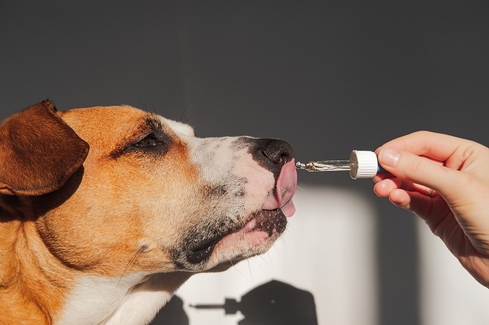 CBD וכלבים – מחקרים חדשים, בטיחות ותוצאות חיוביות