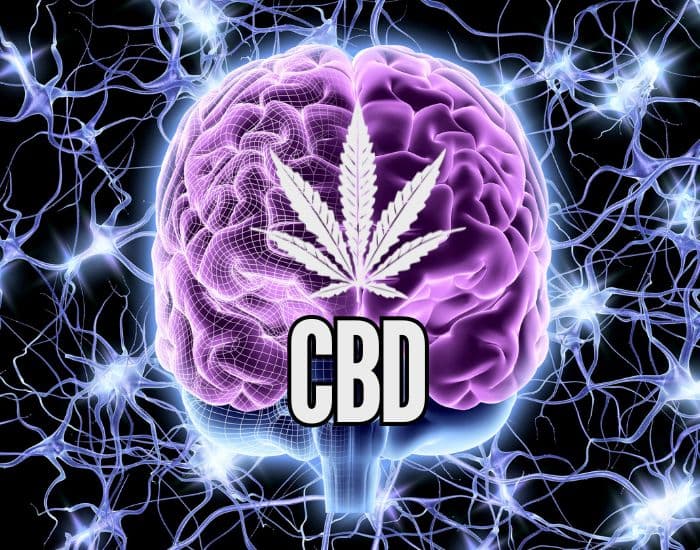כיצד CBD משפיע על המוח?